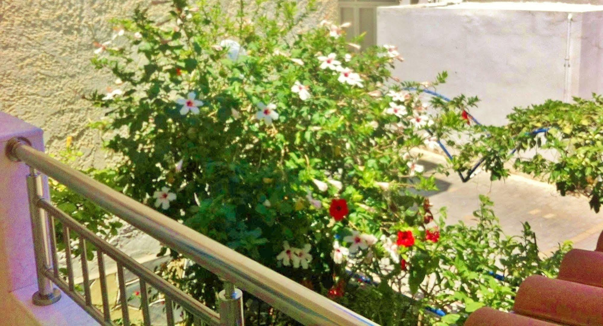 Apollonia Apartments アギア・ペラギア エクステリア 写真